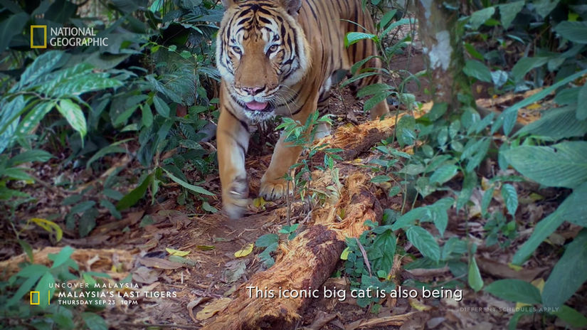 NatGeo Malaysia’s Last Tigers_Trailer
